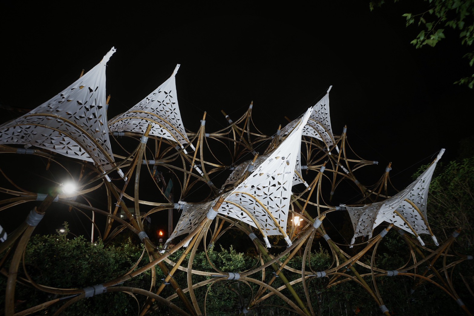 bamboo2